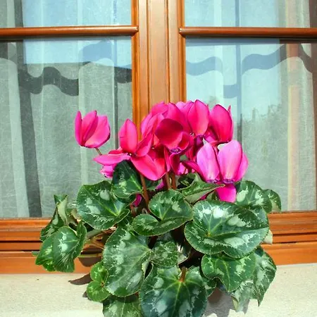 Bed & Breakfast La Meridiana Crocetta del Montello