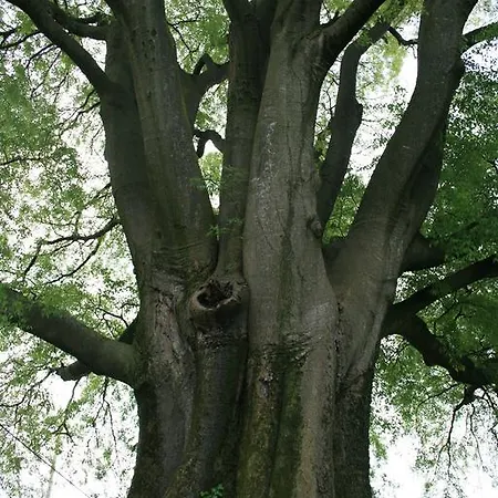 Bed & Breakfast La Meridiana 3*