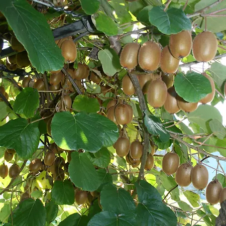 La Meridiana Frühstückspension